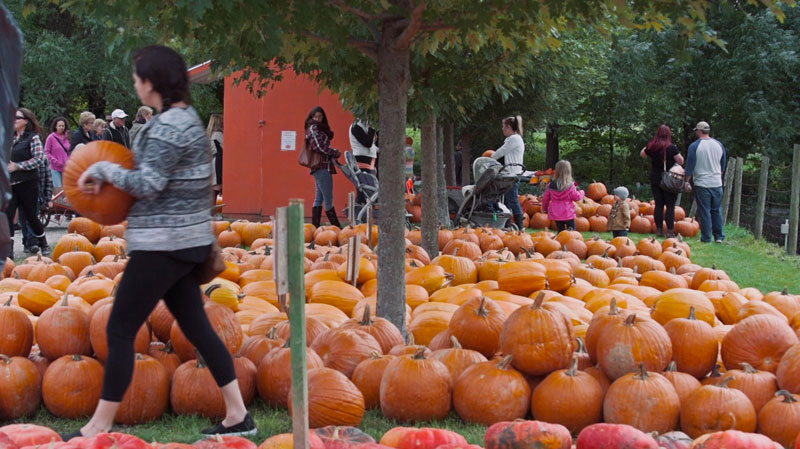 <p>September through October, Howells Pumpkin Farm is where families come to have fun! Where else can you take the kids to see baby pig races or a jump in a straw barn?&nbsp;</p>